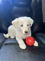 Peaches, a female Australian Shepherd and Border Collie for sale in Chula Vista, CA – 6 of 10