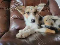 Sparky , a female Border Collie for sale in Chula Vista, CA – 2 of 10