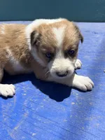 Jasmine, a female Border Collie for sale in Chula Vista, CA – 4 of 10