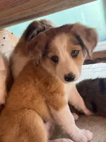 Trixie, a female Australian Shepherd and Border Collie for sale in Chula Vista, CA – 7 of 10