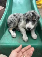 Candy, a male Border Collie for sale in Chula Vista, CA – 7 of 10