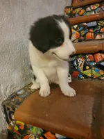 Waylon, a male Border Collie for sale in Chula Vista, CA – 7 of 10