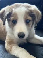 Trixie, a female Australian Shepherd and Border Collie for sale in Chula Vista, CA – 9 of 10
