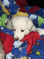 Elsa, a female Border Collie for sale in Chula Vista, CA – 3 of 9