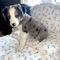Jolly Rancher, a male Australian Shepherd and Border Collie for sale in Chula Vista, CA – 2 of 10
