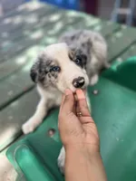 Luka, a male Border Collie for sale in Chula Vista, CA – 3 of 8