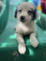 Nathanael , a male Border Collie for sale in Chula Vista, CA – 5 of 10