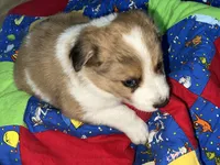 Jasmine, a female Border Collie for sale in Chula Vista, CA – 7 of 10