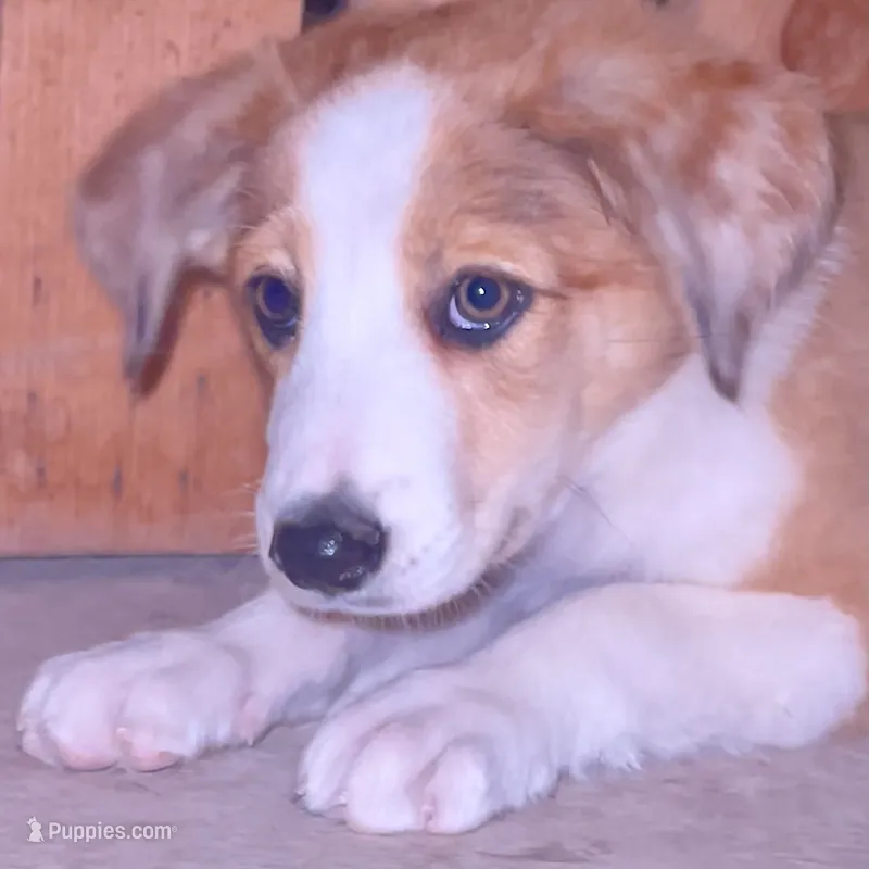 Barbie - Redhead Aussie Collie – Australian Shepherd puppy for sale in Chula Vista, CA
