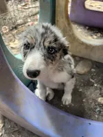 Candy, a male Border Collie for sale in Chula Vista, CA – 6 of 10