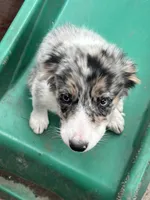 Candy, a male Border Collie for sale in Chula Vista, CA – 4 of 10