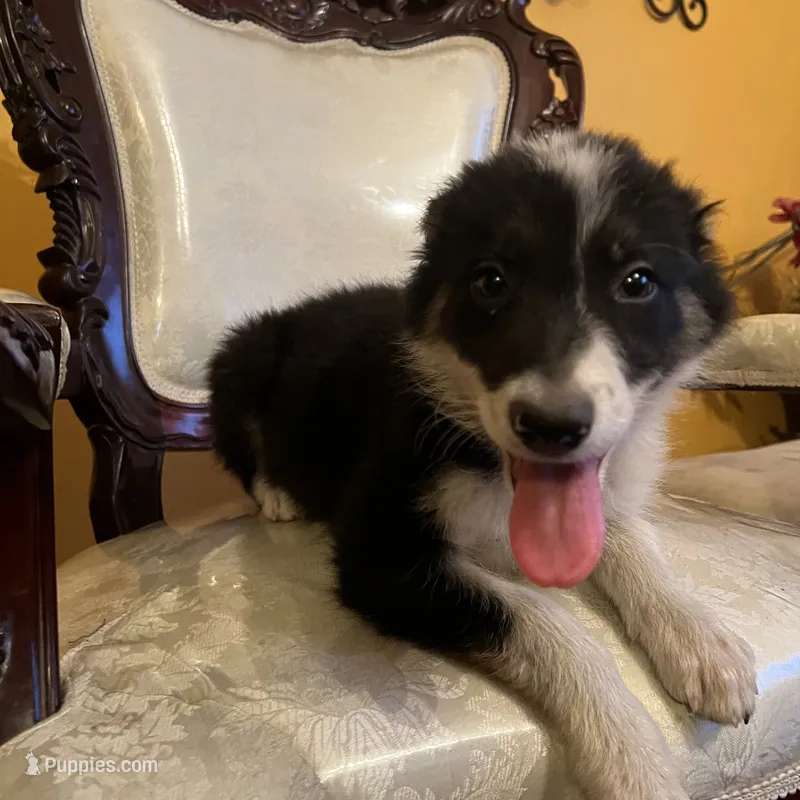 Snow – Border Collie puppy for sale in Chula Vista, CA