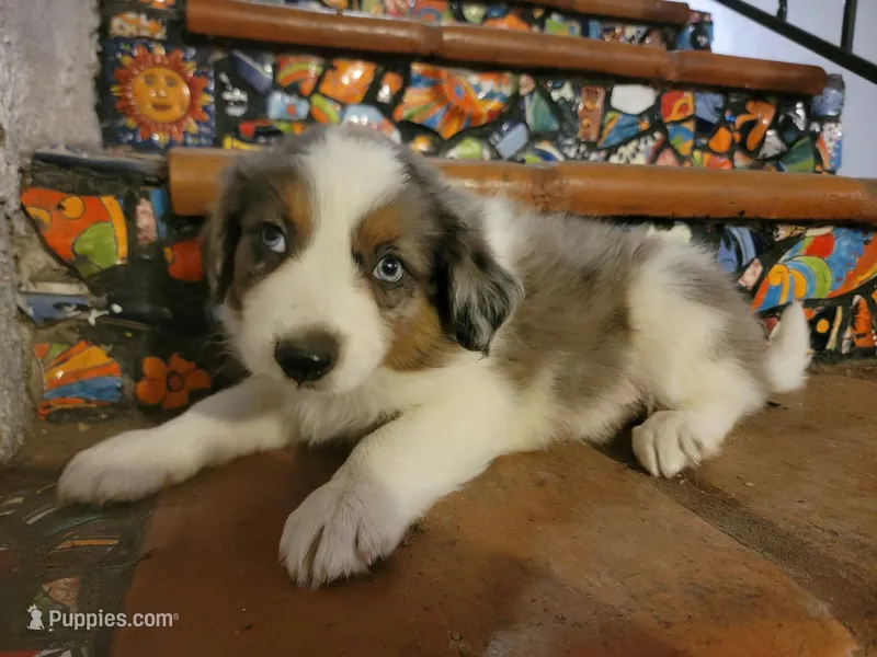 Johnny – Border Collie puppy for sale in Chula Vista, CA