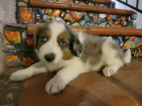 Johnny, a male Border Collie for sale in Chula Vista, CA – 1 of 10