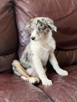 Candy, a female Border Collie for sale in Chula Vista, CA – 8 of 10