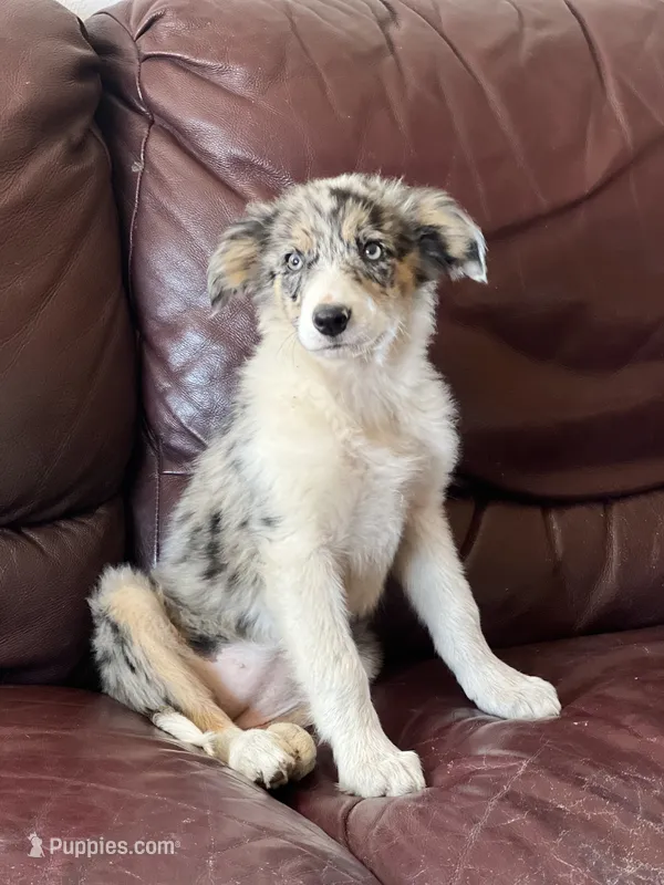 Candy – Border Collie puppy for sale in Chula Vista, CA