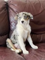 Candy, a female Border Collie for sale in Chula Vista, CA – 1 of 10