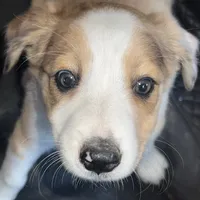 Trixie, a female Australian Shepherd and Border Collie for sale in Chula Vista, CA – 4 of 10
