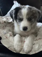 Buckaroo, a male Australian Shepherd and Border Collie for sale in Chula Vista, CA – 5 of 10