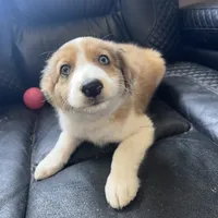 Dixie, a female Australian Shepherd and Border Collie for sale in Chula Vista, CA – 5 of 10