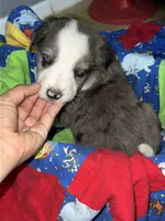 Clark, a male Border Collie for sale in Chula Vista, CA – 5 of 9