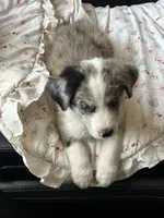 Buckaroo, a male Australian Shepherd and Border Collie for sale in Chula Vista, CA – 3 of 10