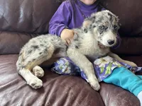 Candy, a female Border Collie for sale in Chula Vista, CA – 10 of 10