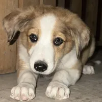 Bonnie, a female Australian Shepherd and Border Collie for sale in Chula Vista, CA – 2 of 10