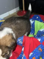 Teddy, a male Border Collie for sale in Chula Vista, CA – 9 of 10