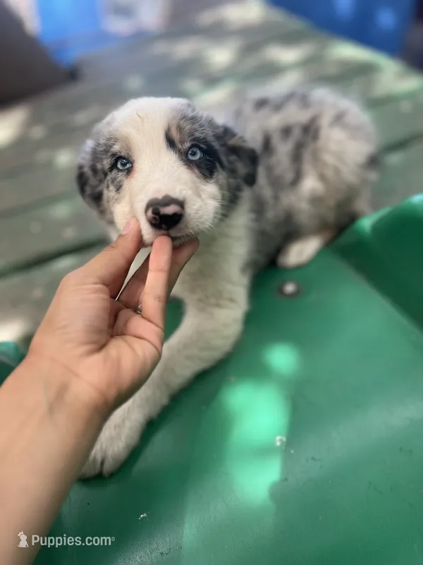 Luka – Border Collie puppy for sale in Chula Vista, CA