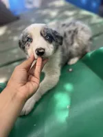 Luka, a male Border Collie for sale in Chula Vista, CA – 1 of 8