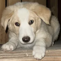 Clyde, a male Australian Shepherd and Border Collie for sale in Chula Vista, CA – 7 of 9