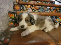 Johnny, a male Border Collie for sale in Chula Vista, CA – 7 of 10