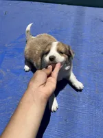 Jasmine, a female Border Collie for sale in Chula Vista, CA – 2 of 10