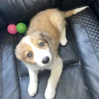 Dixie, a female Australian Shepherd and Border Collie for sale in Chula Vista, CA – 7 of 10