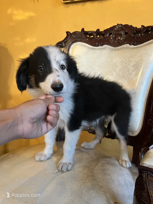 Prince – Border Collie puppy for sale in Chula Vista, CA