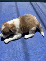 Jasmine, a female Border Collie for sale in Chula Vista, CA – 5 of 10