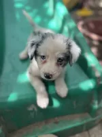 Nathanael , a male Border Collie for sale in Chula Vista, CA – 4 of 10