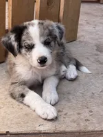 Buckaroo, a male Australian Shepherd and Border Collie for sale in Chula Vista, CA – 6 of 10