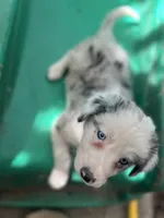 Nathanael , a male Border Collie for sale in Chula Vista, CA – 2 of 10