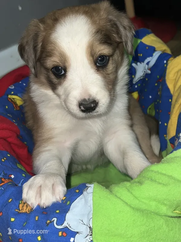 Ariel – Border Collie puppy for sale in Chula Vista, CA
