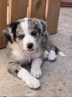 Buckaroo, a male Australian Shepherd and Border Collie for sale in Chula Vista, CA – 2 of 10