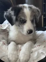 Buckaroo, a male Australian Shepherd and Border Collie for sale in Chula Vista, CA – 9 of 10