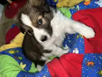Teddy, a male Border Collie for sale in Chula Vista, CA – 3 of 10