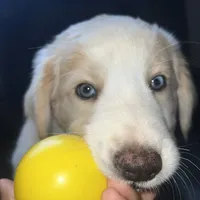 Wayne, a male Australian Shepherd and Border Collie for sale in Chula Vista, CA – 10 of 10