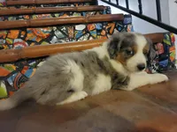 Johnny, a male Border Collie for sale in Chula Vista, CA – 10 of 10