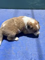 Jasmine, a female Border Collie for sale in Chula Vista, CA – 3 of 10