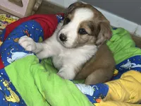 Ariel, a female Border Collie for sale in Chula Vista, CA – 8 of 9