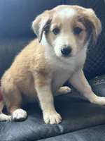 Trixie, a female Australian Shepherd and Border Collie for sale in Chula Vista, CA – 8 of 10