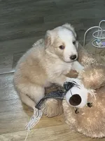 Olaf, a female Border Collie for sale in Chula Vista, CA – 4 of 10
